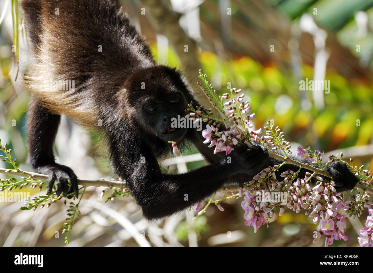 Brüllaffe Fütterung auf rosa Blüten einer Akazie - Bocas del Toro, Panama Stockfoto