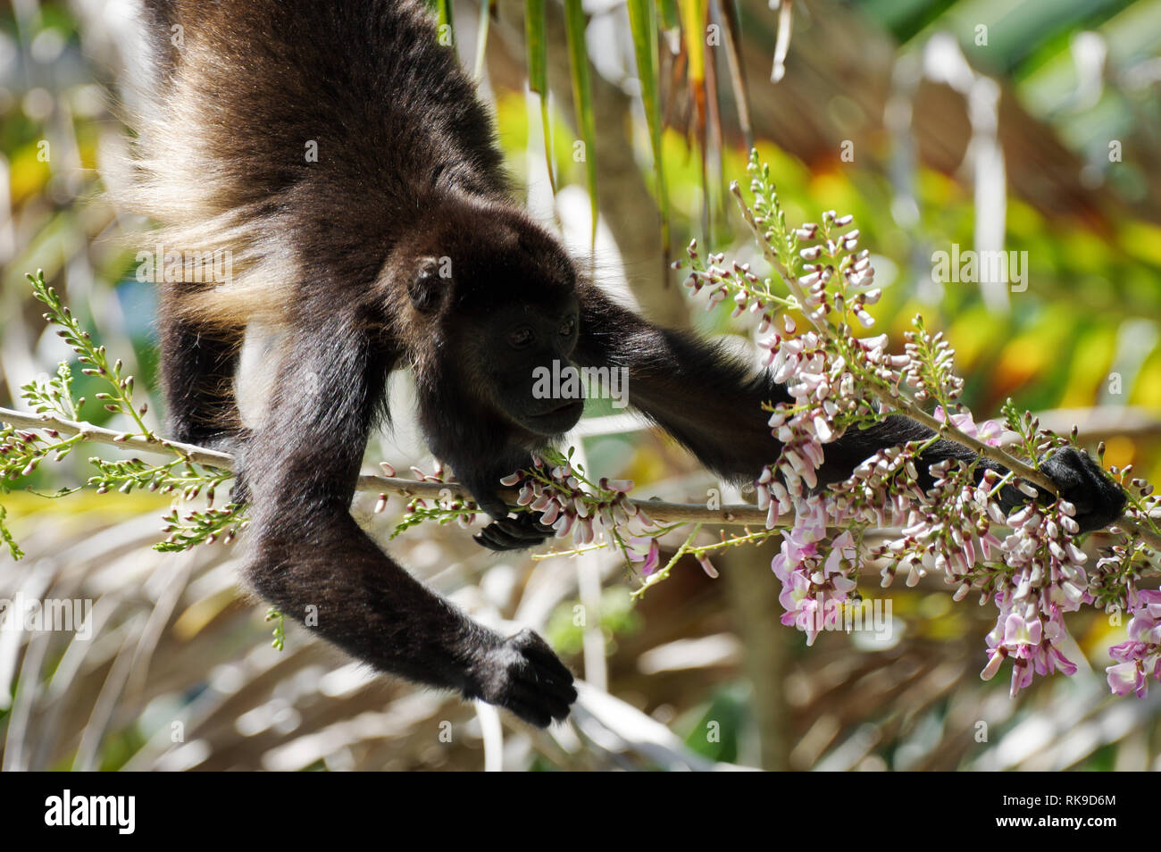 Brüllaffe Fütterung auf rosa Blüten einer Akazie - Bocas del Toro, Panama Stockfoto