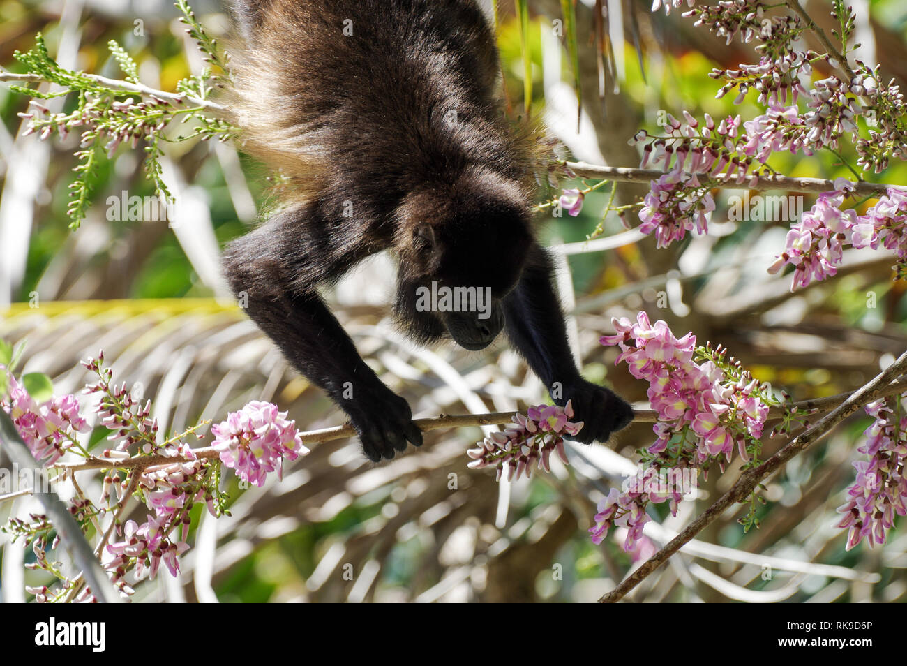 Golden-mantled Heulen monkey Fütterung auf rosa Blüten der Akazie Stockfoto