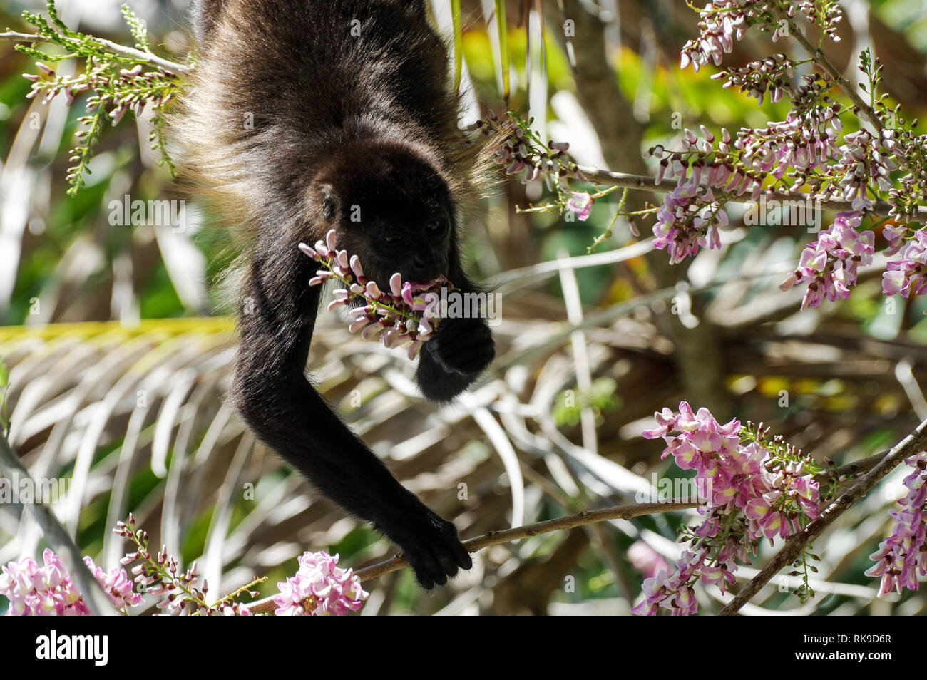 Golden-mantled Heulen monkey Fütterung auf rosa Blüten der Akazie Stockfoto