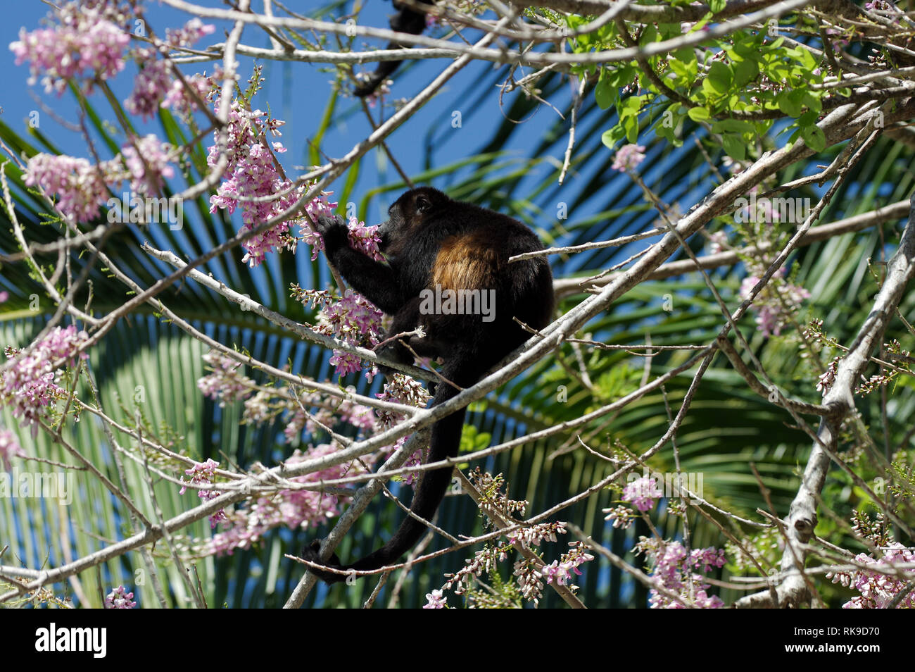 Golden-mantled Heulen monkey Fütterung auf rosa Blüten der Akazie Stockfoto