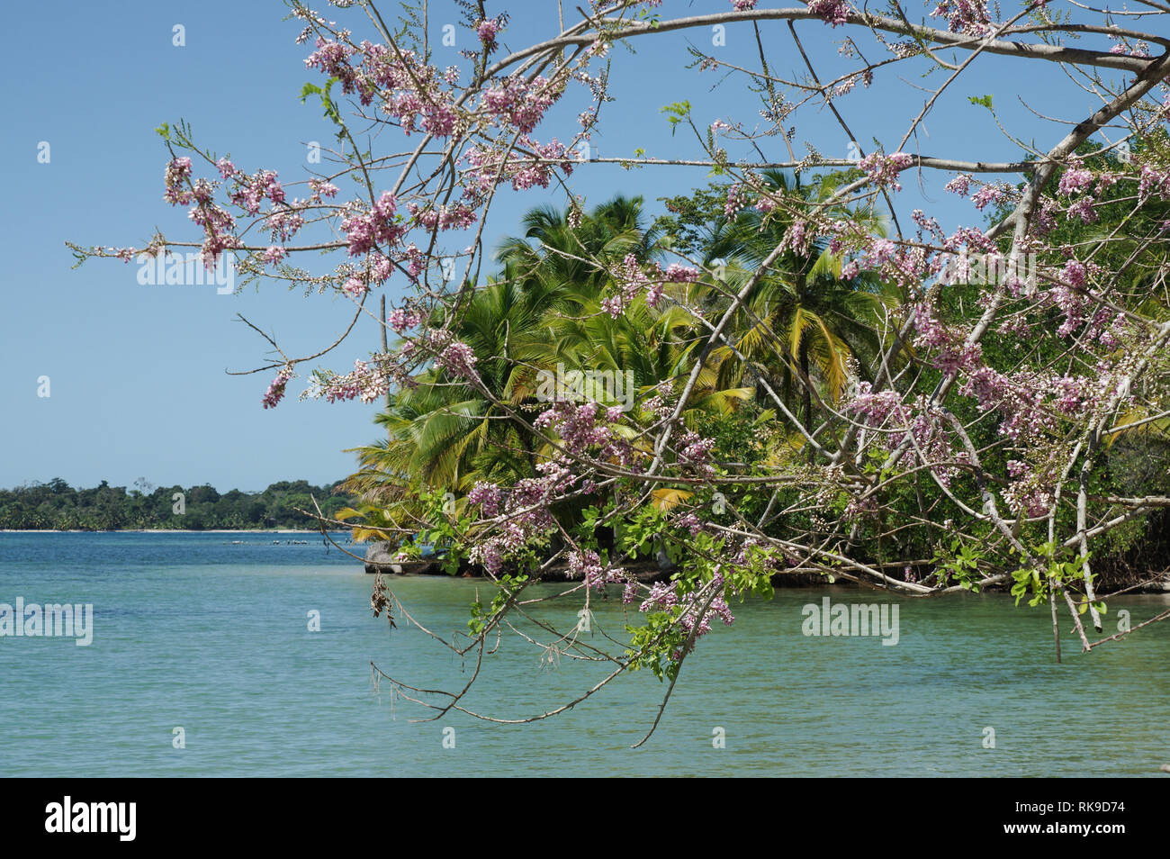 Rosa Blüten eine blühende Akazie an der Südküste der Isla Colon - Bocas del Toro, Panama Stockfoto