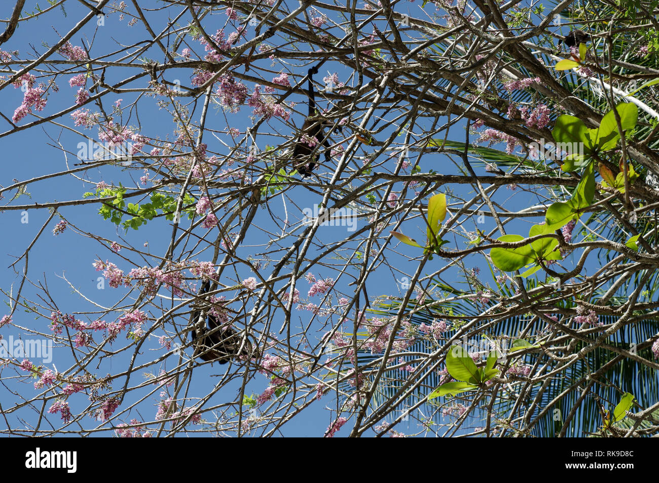 Golden-mantled Heulen monkey Fütterung auf rosa Blüten der Akazie Stockfoto