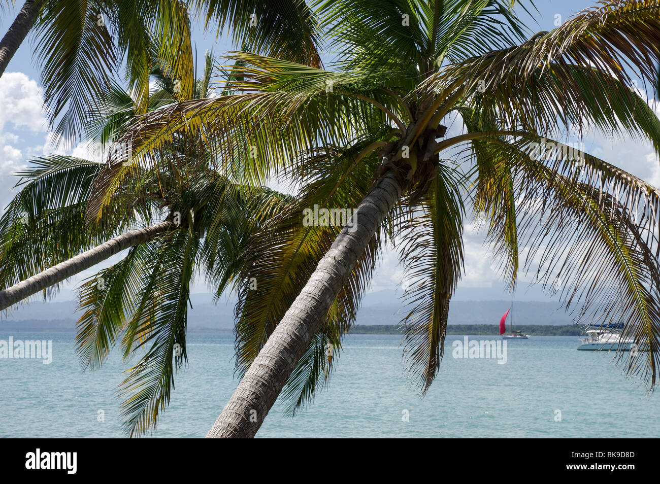 Palmen beugte sich über das Meer, mit Booten in den Hintergrund - Bocas Del Drago, Isla Colon-Archipel Bocas del Toro, Panama Stockfoto