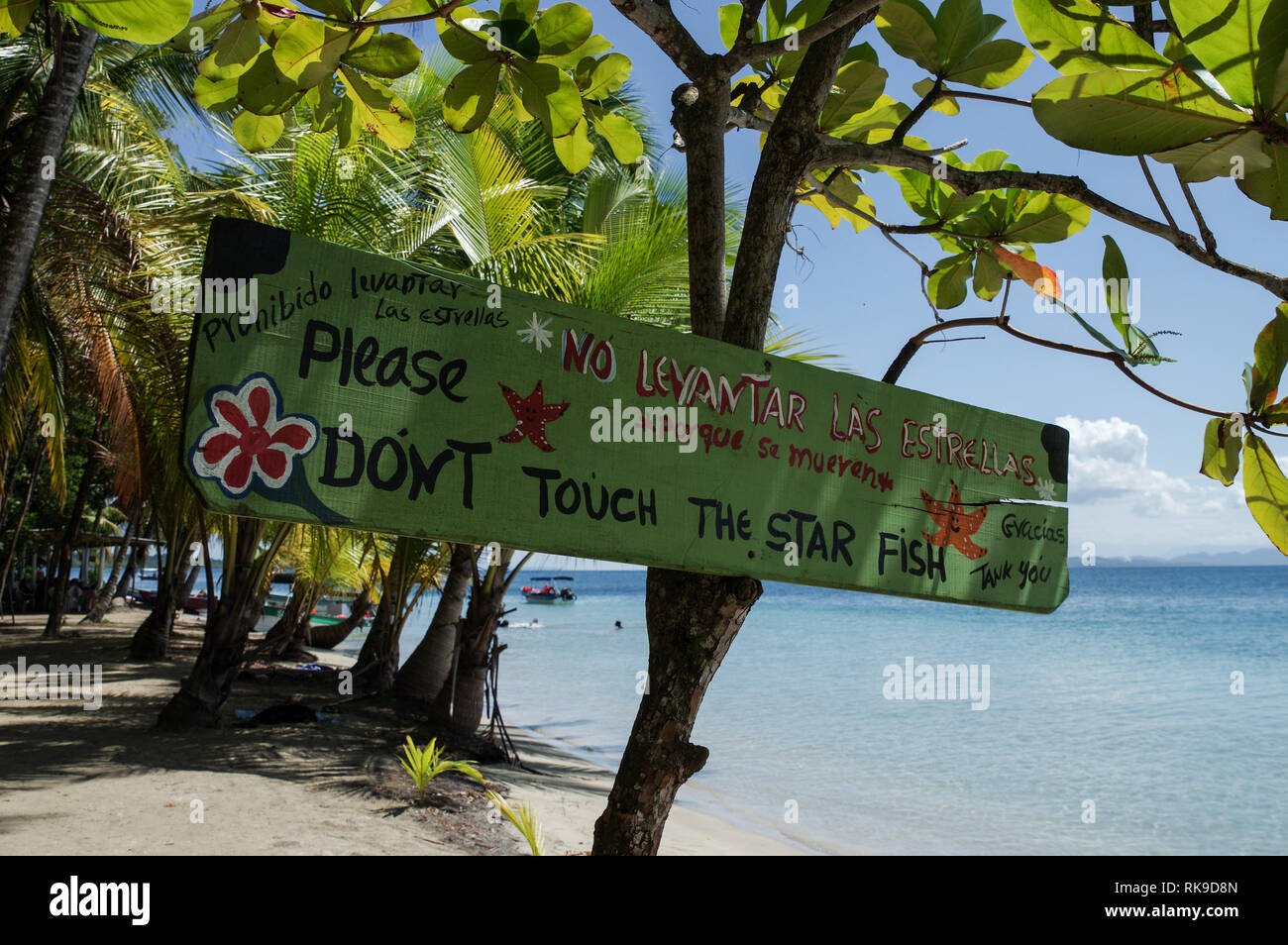 Starfish Strand auf der Isla Colon-Archipel Bocas del Toro, Panama Stockfoto