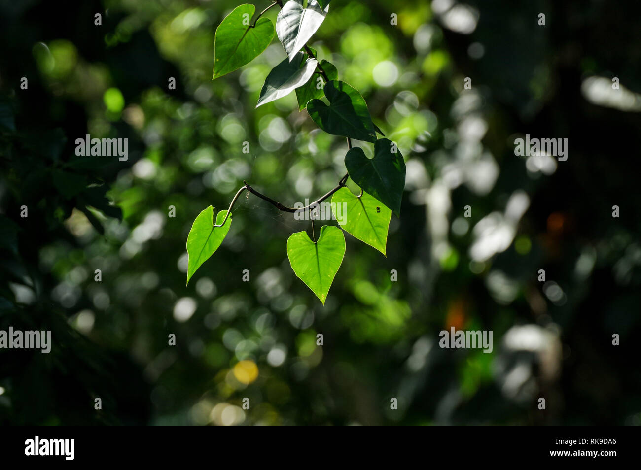 Hintergrundbeleuchtung herzförmigen philodendron Blätter in einem dichten Wald in Bocas del Toro, Panama Stockfoto