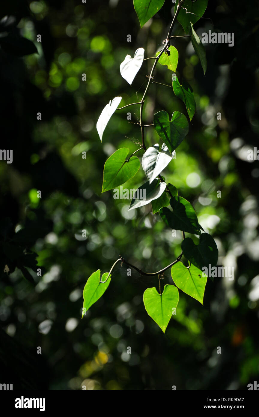 Hintergrundbeleuchtung herzförmigen philodendron Blätter in einem dichten Wald in Bocas del Toro, Panama Stockfoto