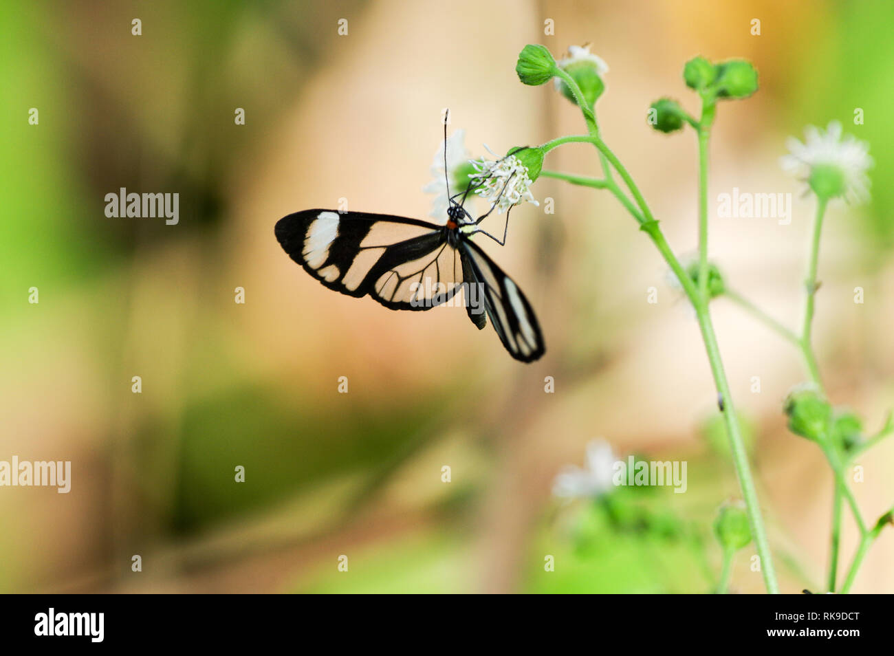 Greta Oto Schmetterling mit durchsichtigen Flügel - Bocas del Toro, Panama Stockfoto