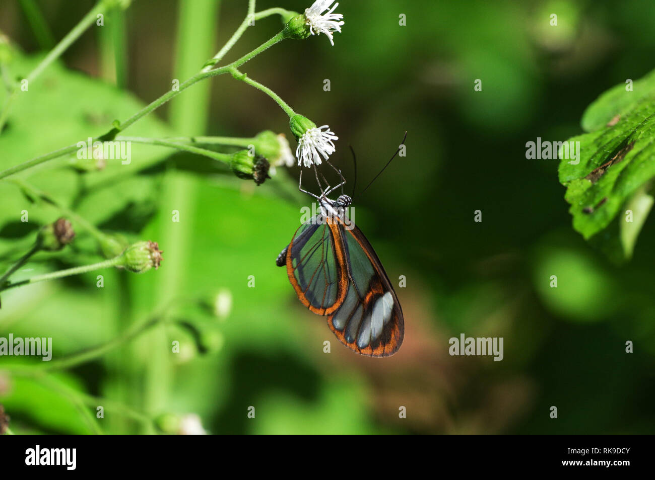 Greta Oto Schmetterling mit durchsichtigen Flügel - Bocas del Toro, Panama Stockfoto