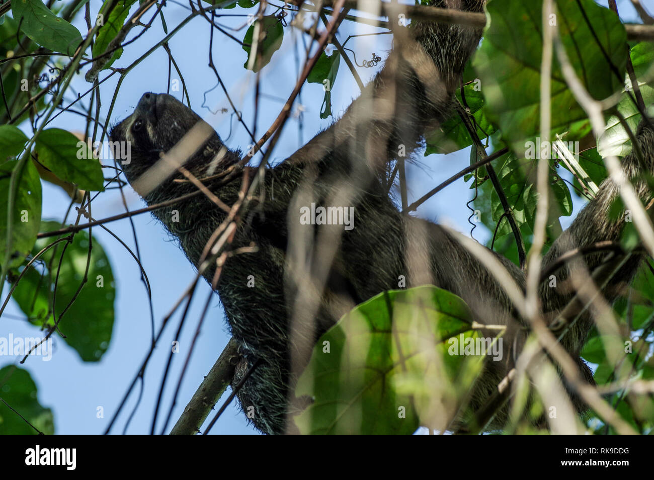 Brown-throated Trägheit heraus hängen in einem Baum auf der Isla Cristobal im Archipel Bocas del Toro, Panama Stockfoto