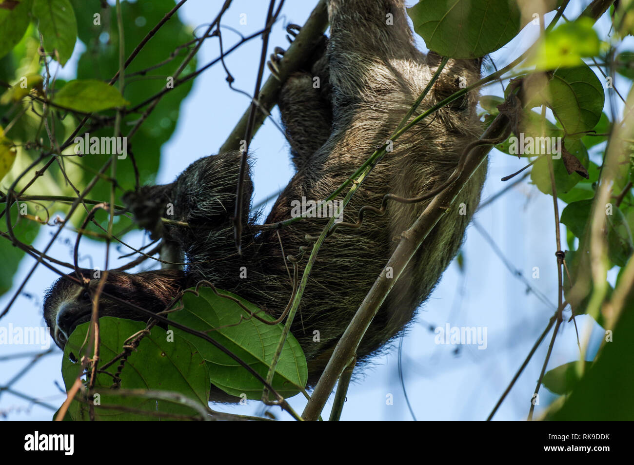 Brown-throated Trägheit heraus hängen in einem Baum auf der Isla Cristobal im Archipel Bocas del Toro, Panama Stockfoto