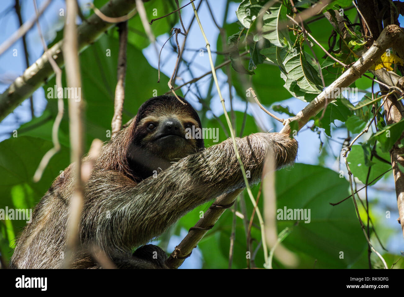 Brown-throated Trägheit heraus hängen in einem Baum auf der Isla Cristobal im Archipel Bocas del Toro, Panama Stockfoto