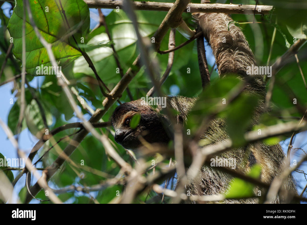 Brown-throated Trägheit heraus hängen in einem Baum auf der Isla Cristobal im Archipel Bocas del Toro, Panama Stockfoto