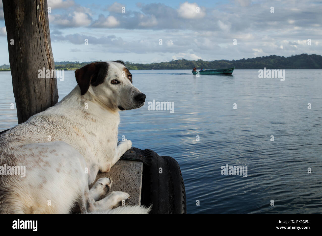 Ziemlich doggie beobachten Tierra Oscura (Festland) über das Meer von einem Holzsteg in Isla Cristobal, Archipel Bocas del Toro, Panama Stockfoto