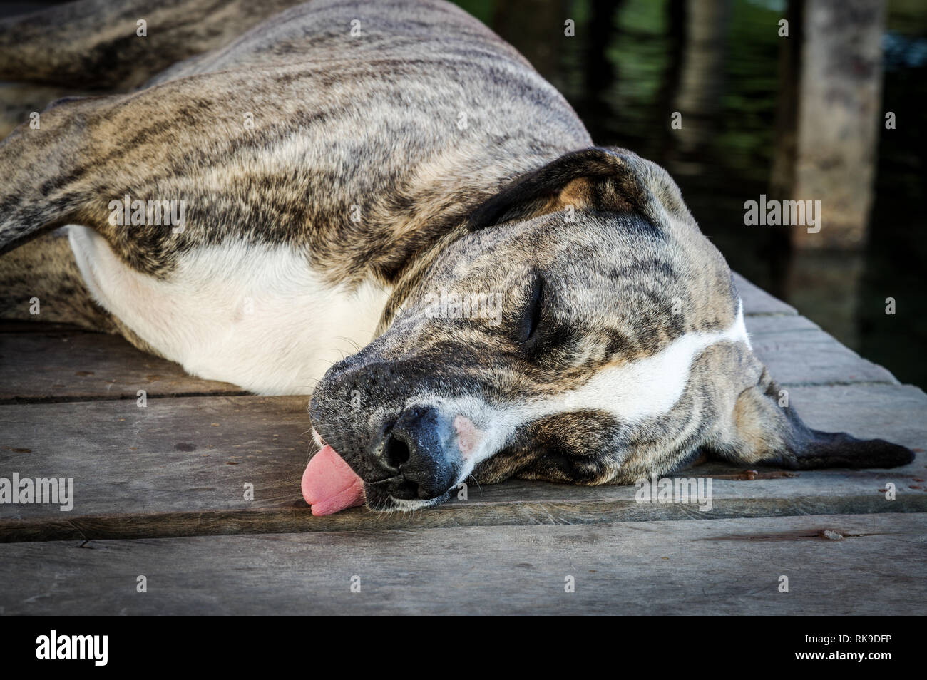 Lazy Dog schlafen mit seiner Zunge heraus hängen auf einem alten Anlegestelle auf Cristobal Island - Archipel Bocas del Toro, Panama Stockfoto