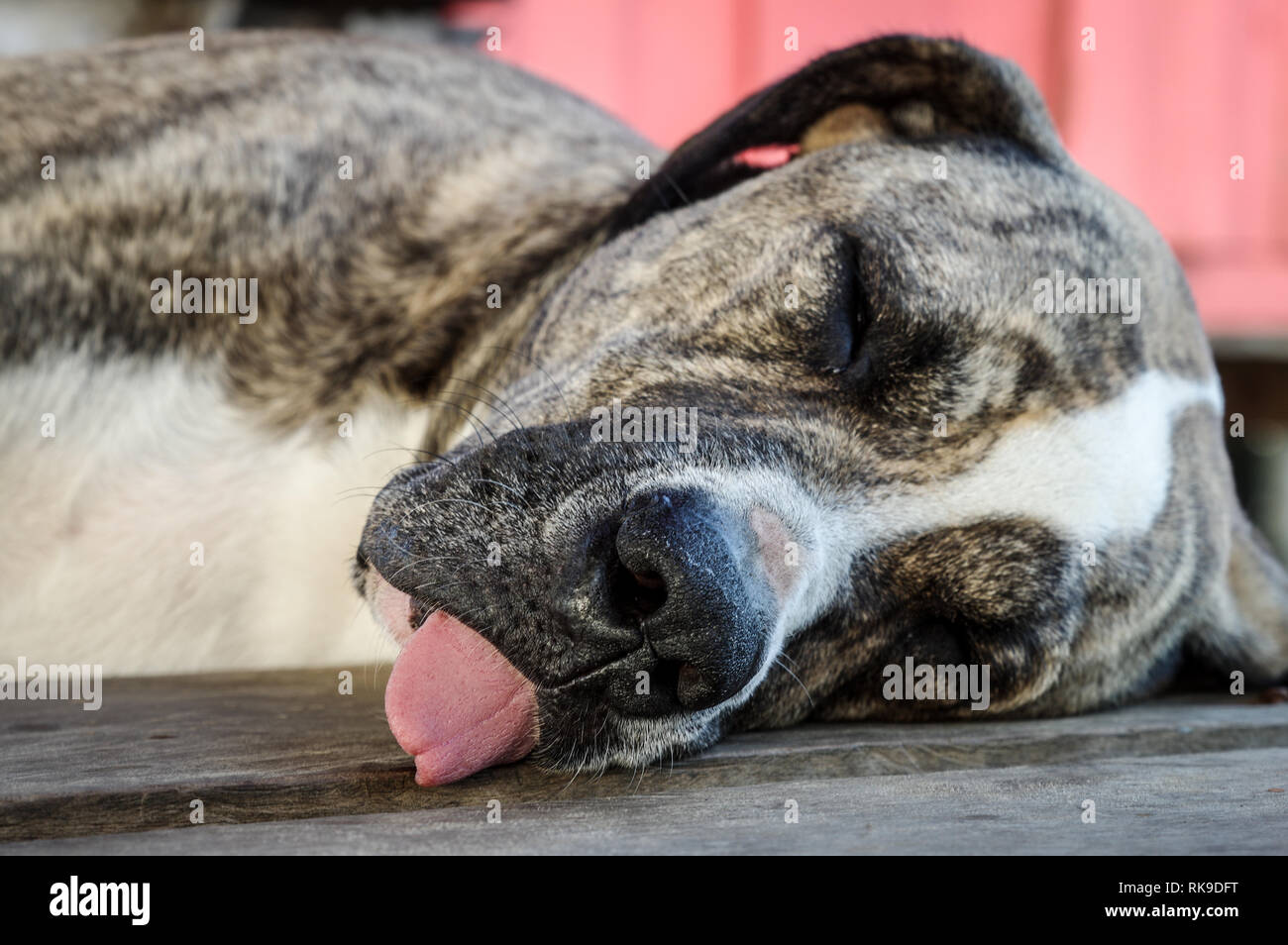 Lazy Dog schlafen mit seiner Zunge heraus hängen auf einem alten Anlegestelle auf Cristobal Island - Archipel Bocas del Toro, Panama Stockfoto