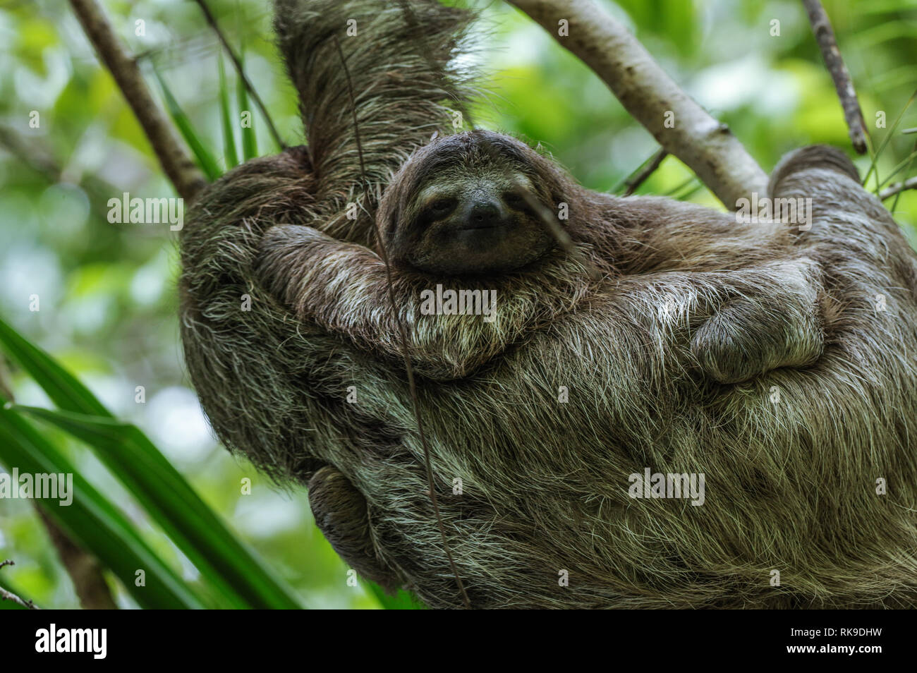 Brown-throated Trägheit heraus hängen in einem Baum auf der Isla Cristobal im Archipel Bocas del Toro, Panama Stockfoto