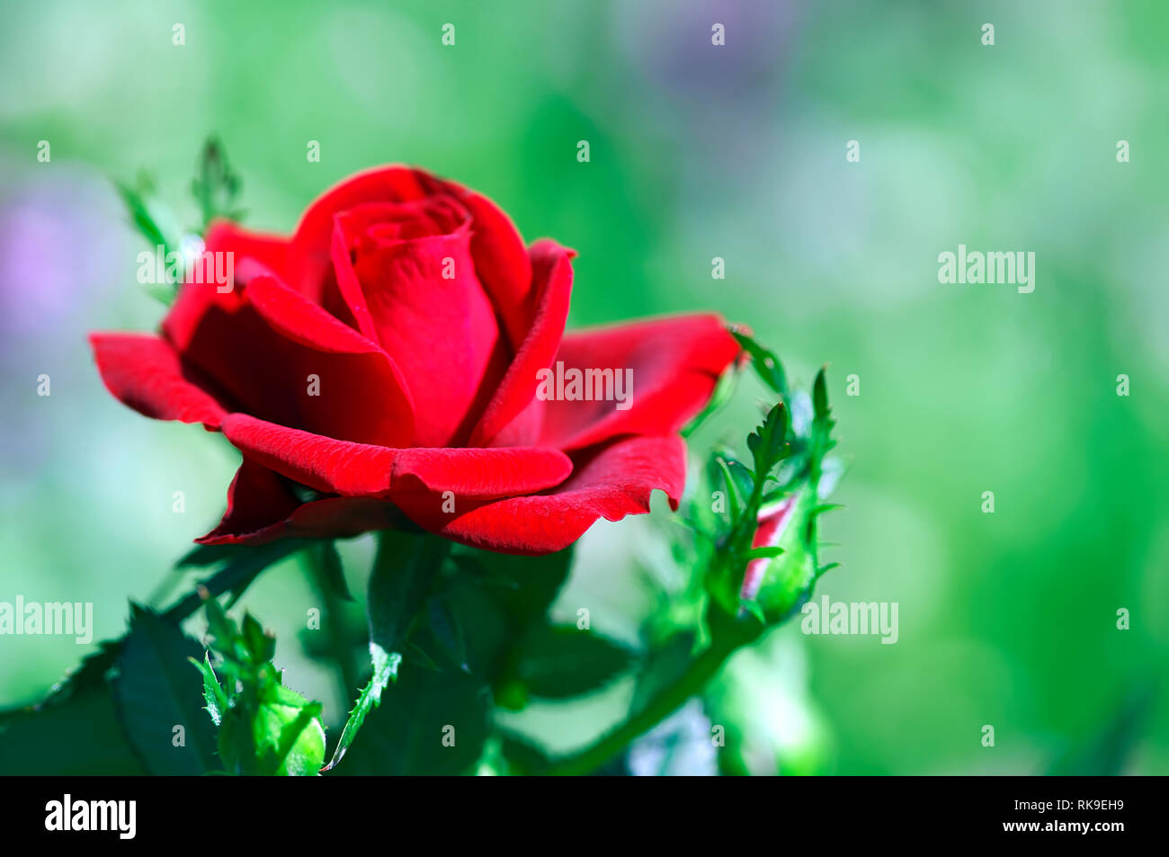 Eine rote Rose (Rosa) in einem Garten mit grünem Hintergrund isoliert. Stockfoto