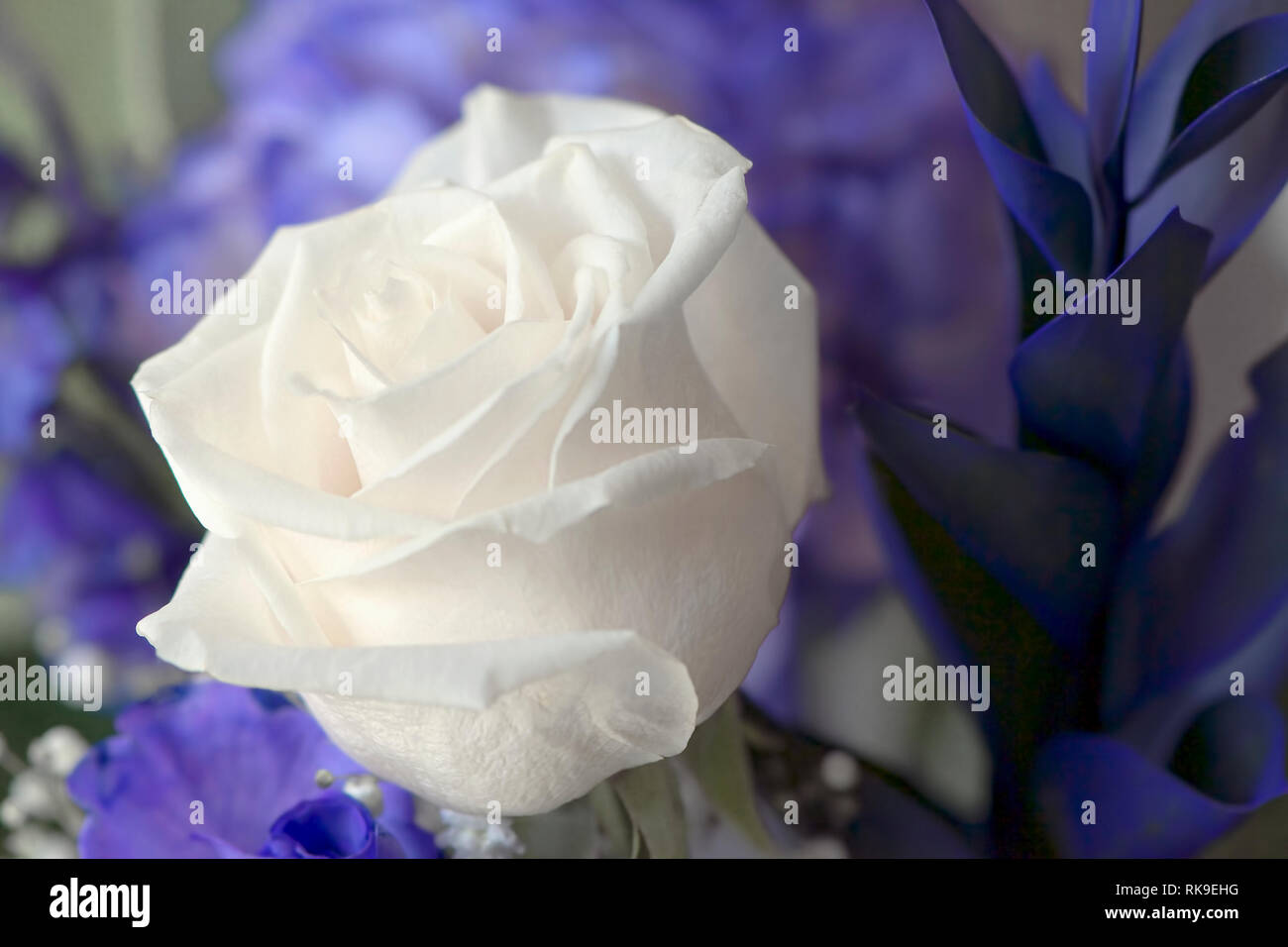 Eine weiße Rose (Rosa) von einem floralen Bouquet in einer Vase mit einem violetten floral background. Stockfoto