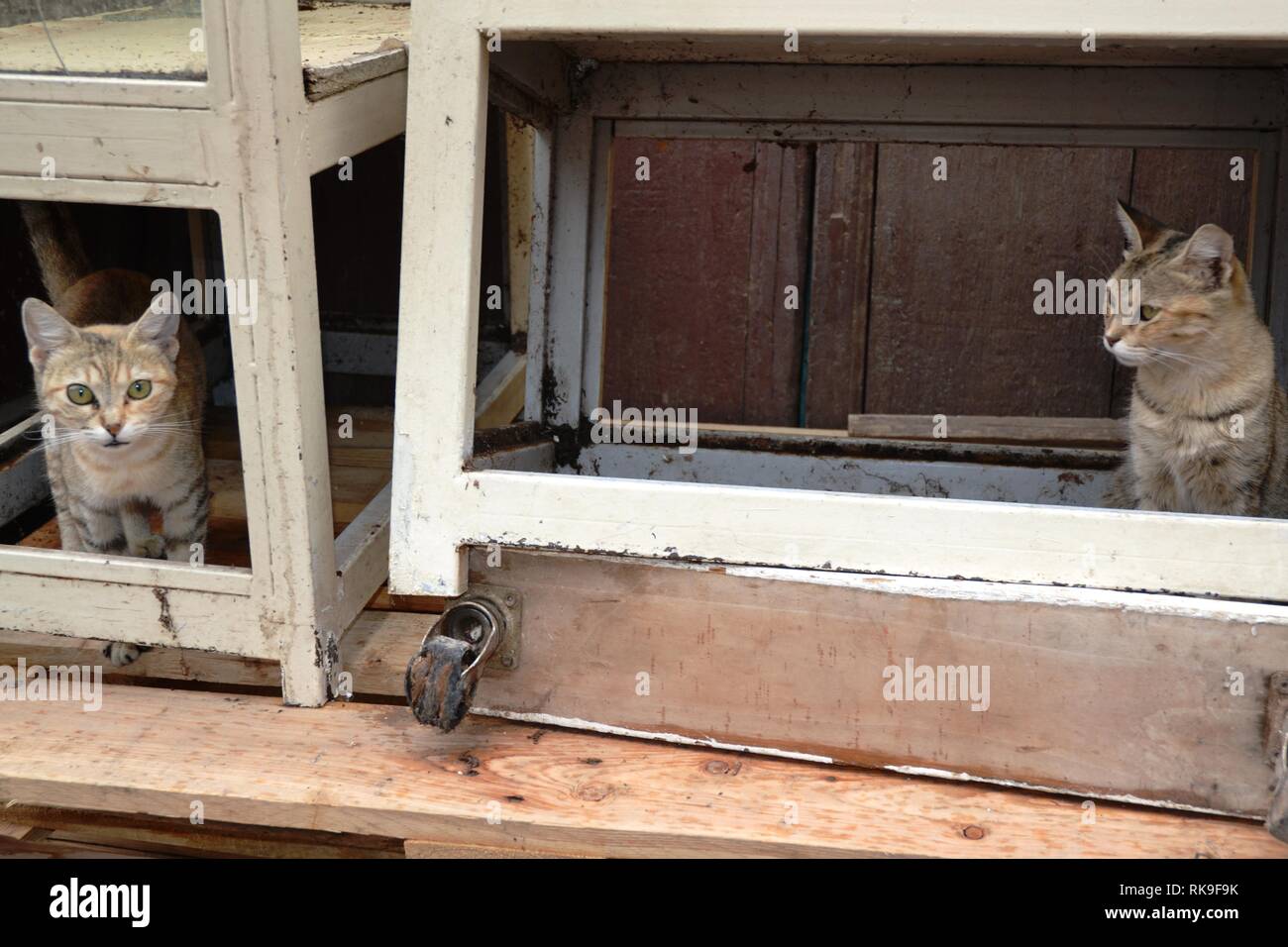 Netten Straße Cat suchen an Kamera Stockfoto
