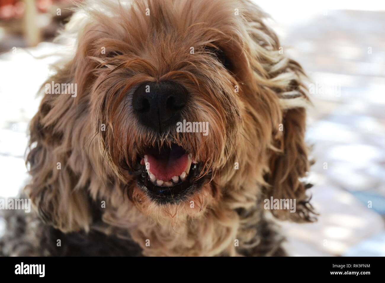 Braun lustig Pudel Hund in Casablanca. Stockfoto