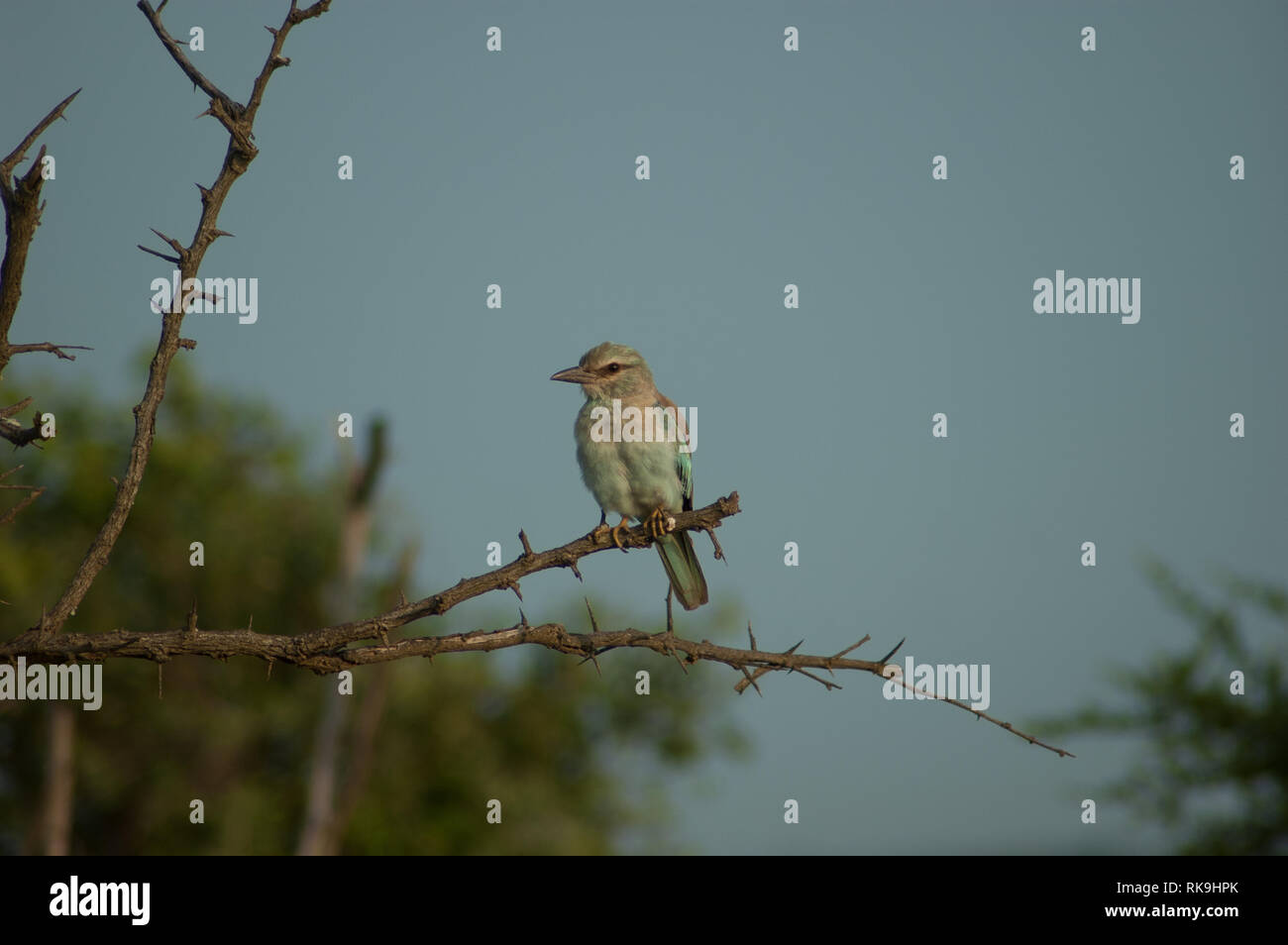 Vögel in Südafrika Stockfoto