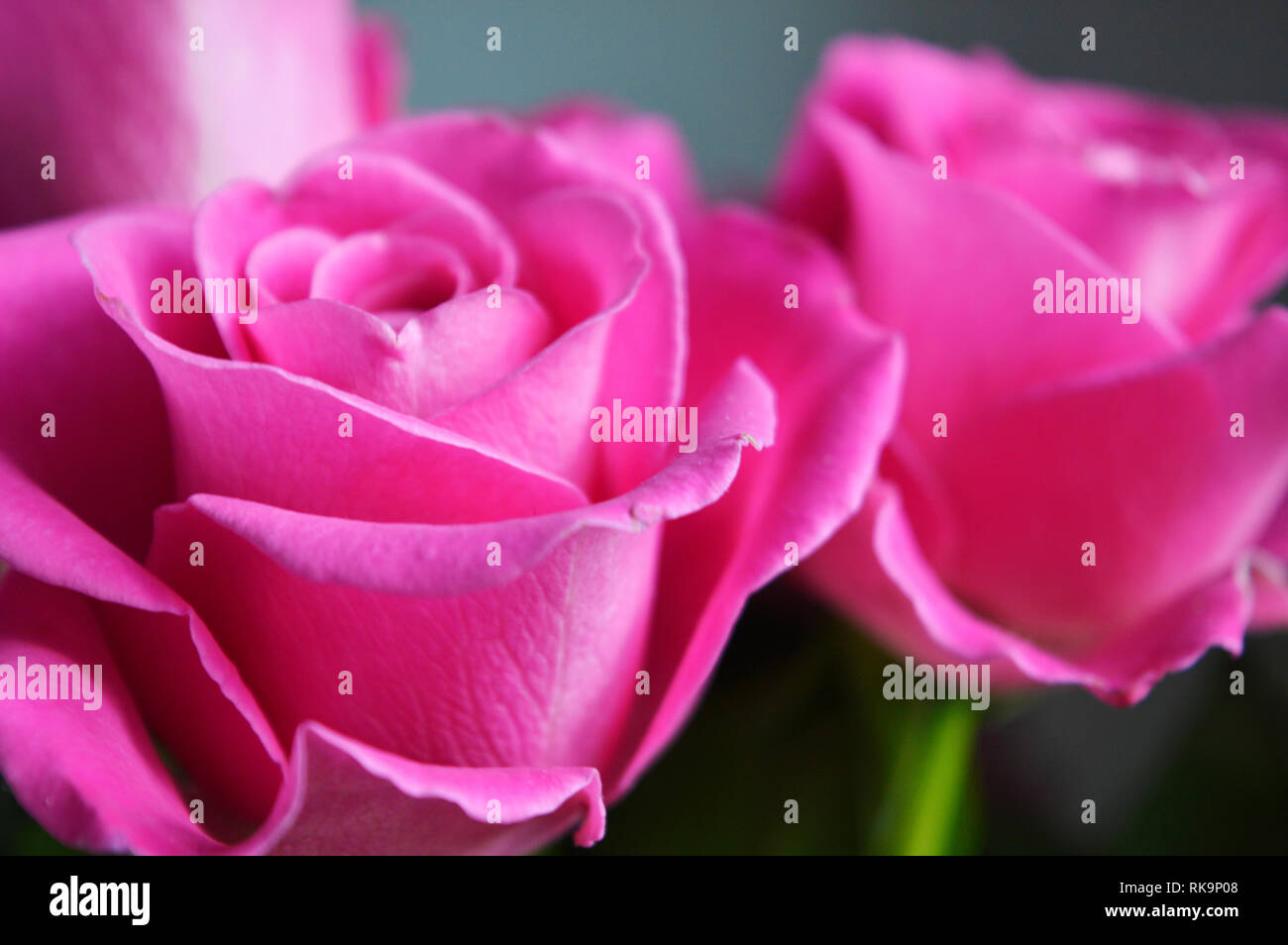 Ein Bild von einem Bündel Rosen Stockfoto