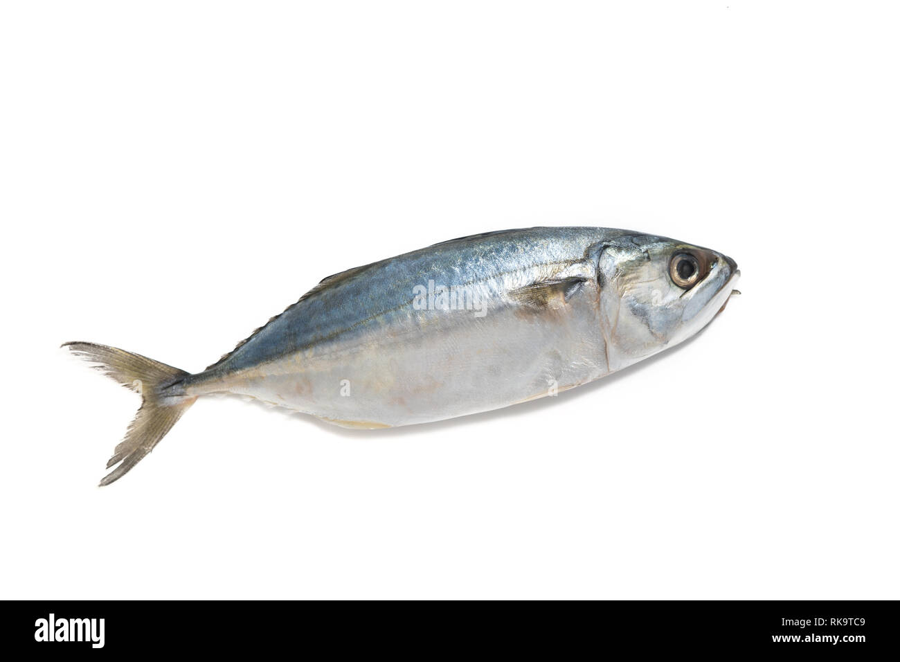 Frische Makrele Fisch auf weißem Hintergrund Stockfoto