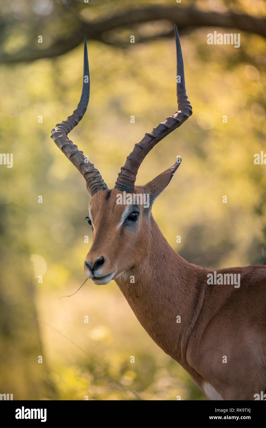 Kopf, Hals und Schultern eines männlichen Impala in Umkhuze Game Reserve, Isimangaliso Wetland Park, Südafrika Stockfoto