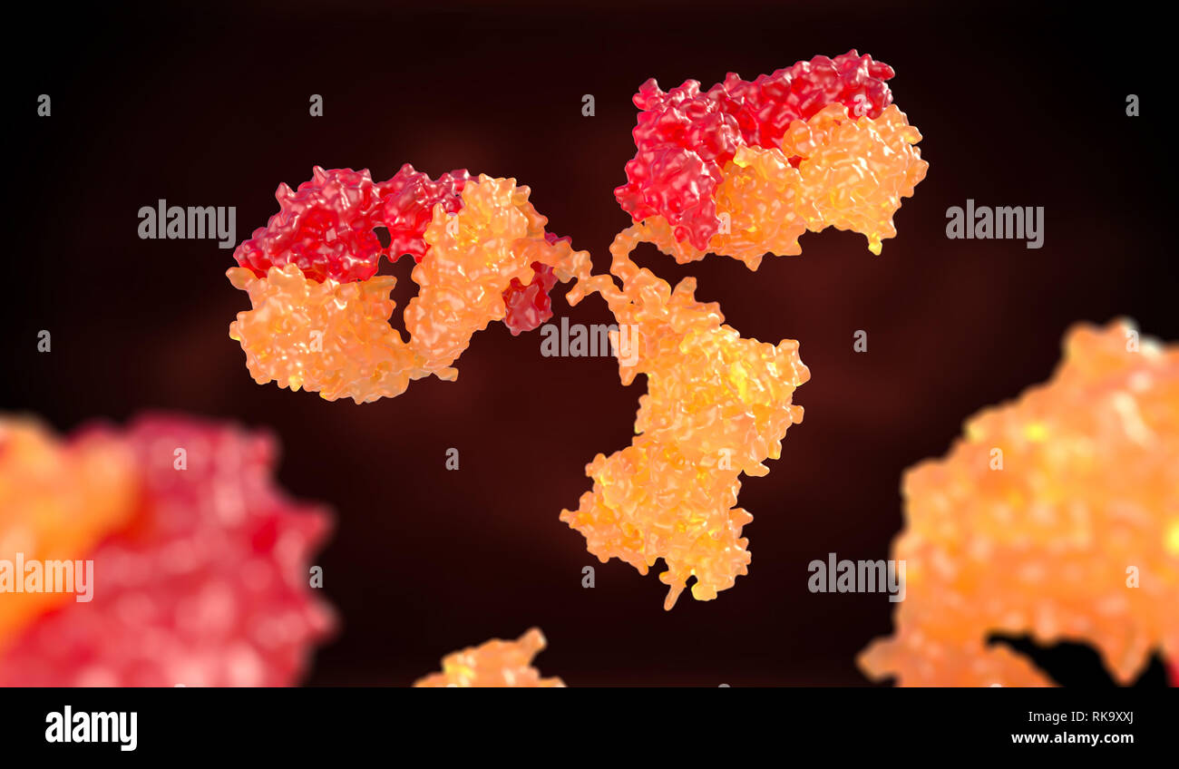 Menschliche Antikörper (Immunglobuline). 3D-Darstellung Stockfoto