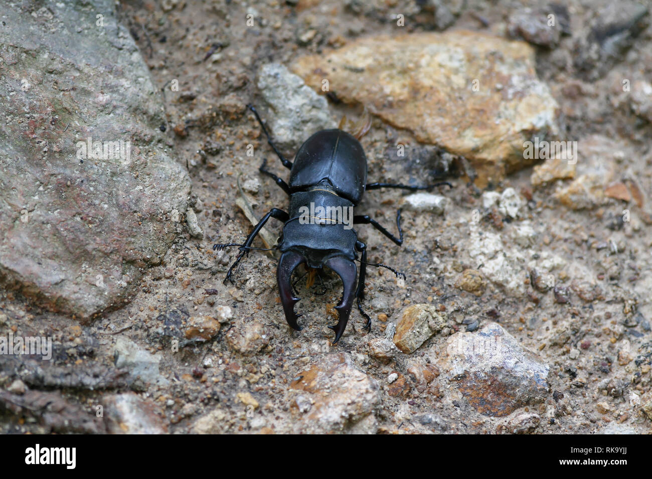 Hirschkäfer (Lucanus cervus) Stockfoto