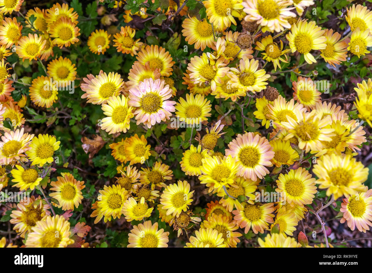 Chrysanthemum indicum 'Dernier Soleil' Stockfoto