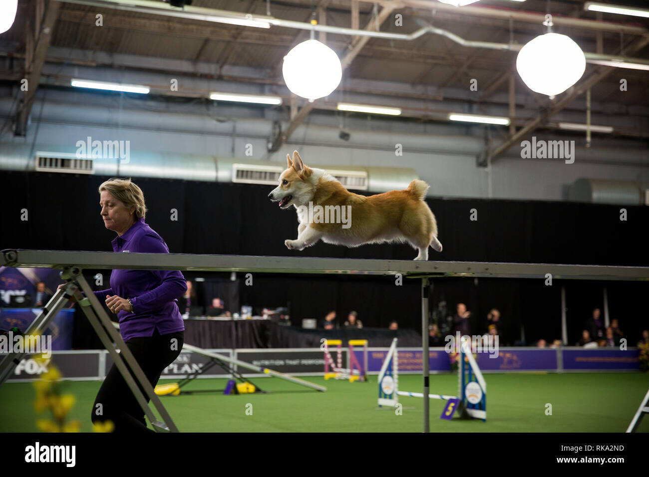 New York, USA. 9 Feb, 2019. Ein Hund ist bei den Masters Agility Meisterschaft während der jährlichen Westminster Kennel Club Dog Show in New York, USA, Feb 9, 2019 gesehen. Rund 330 Hunde Attened der Wettbewerb hier am Samstag. Quelle: Michael Nagle/Xinhua/Alamy leben Nachrichten Stockfoto