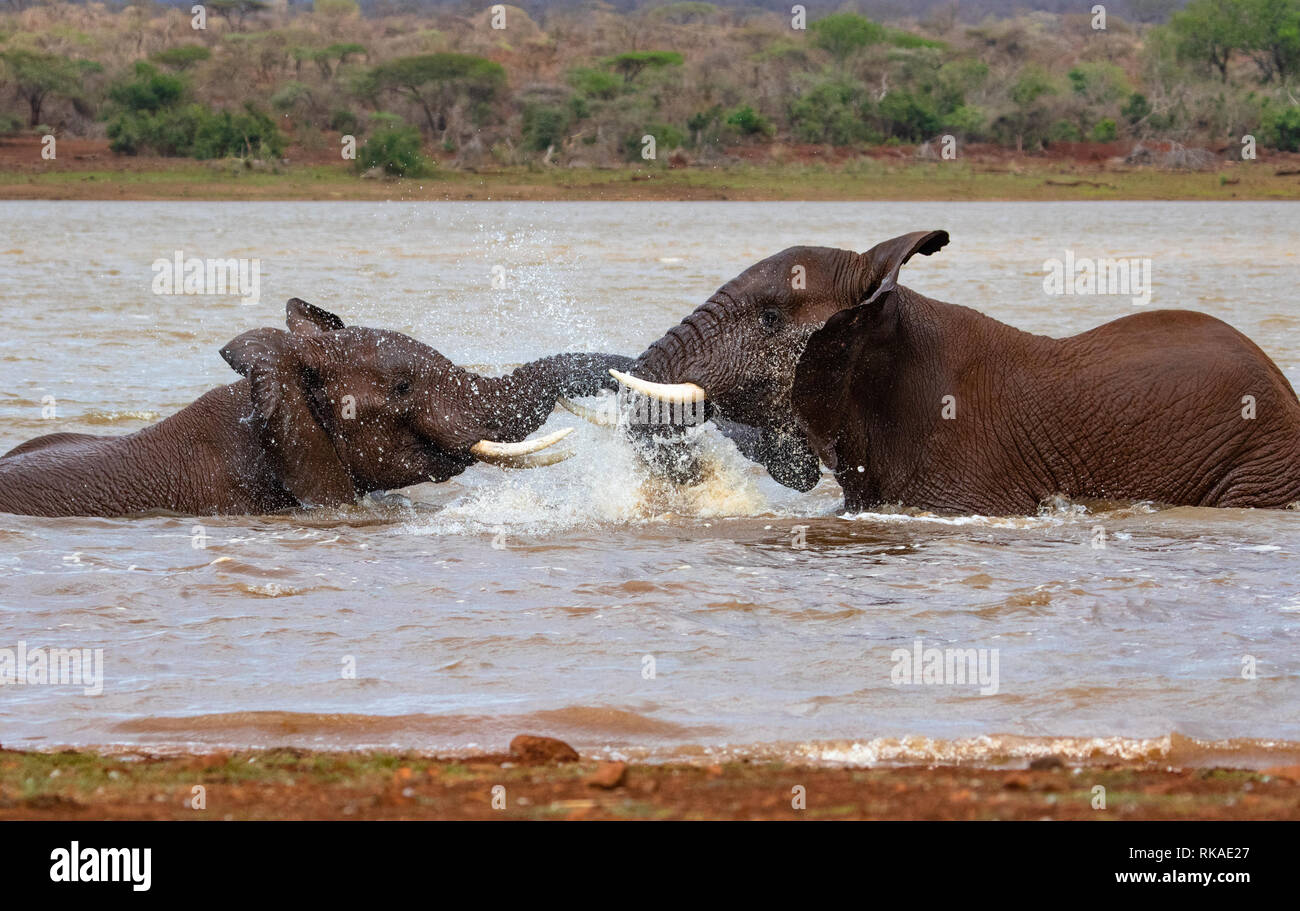 In einem kleinen See in Afrika Elefanten im Wasser spielen wie Kinder Stockfoto