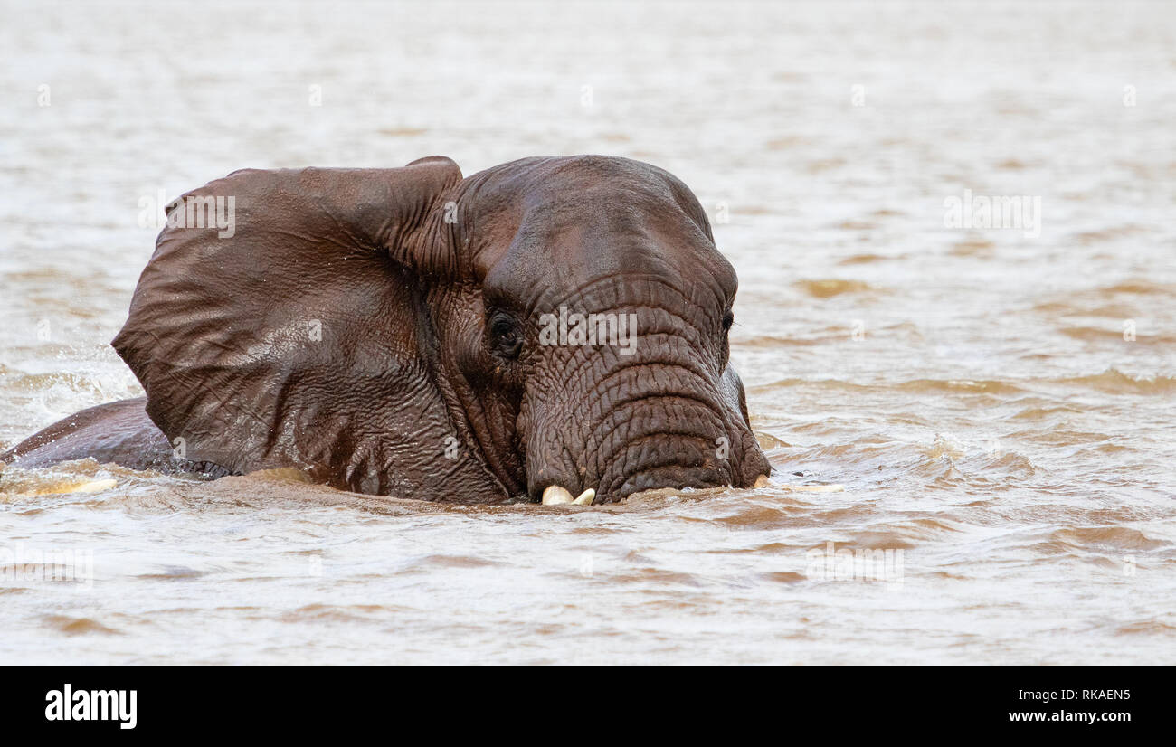 Ein Elefant kreuzt eine kleine Körper von Wasser in der afrikanischen Savanne Stockfoto