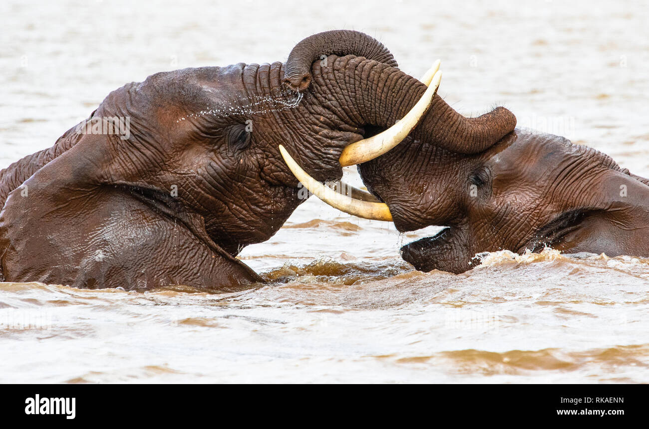 In einem kleinen See in Afrika Elefanten im Wasser spielen wie Kinder Stockfoto