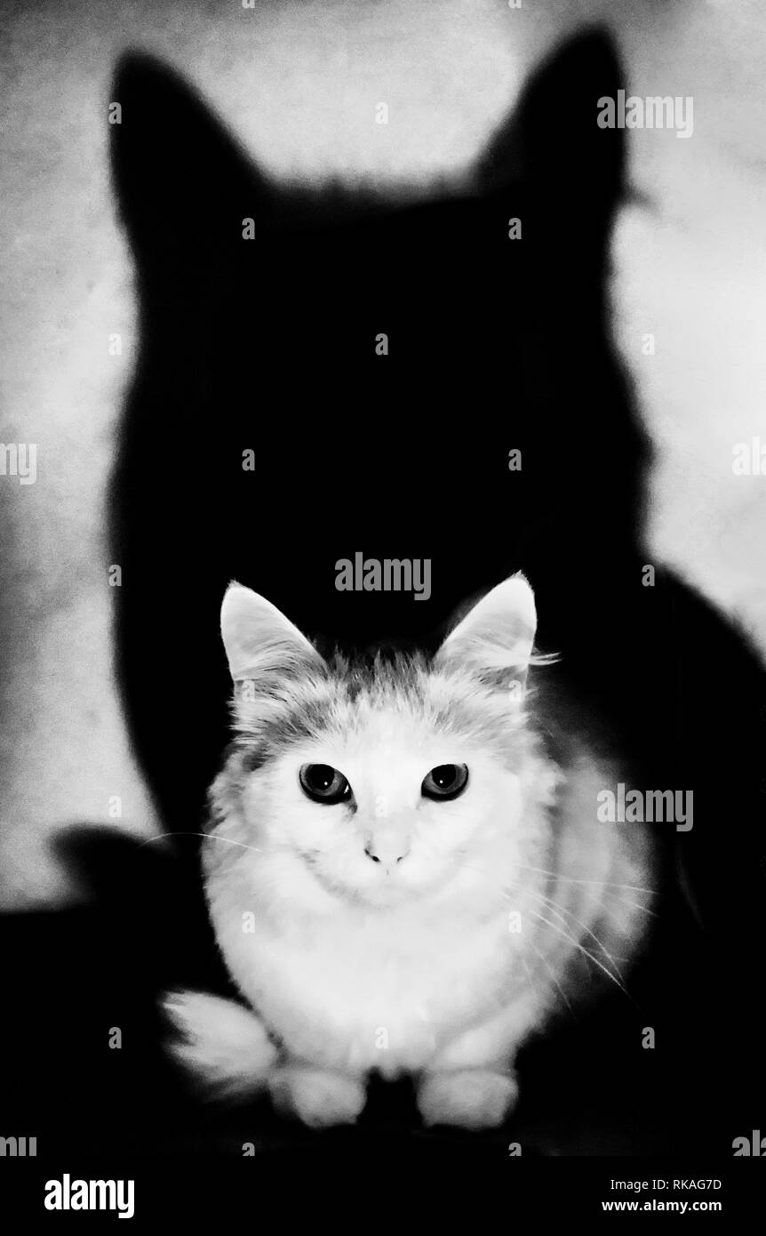 Weiße Katze und ihre Schatten Stockfoto