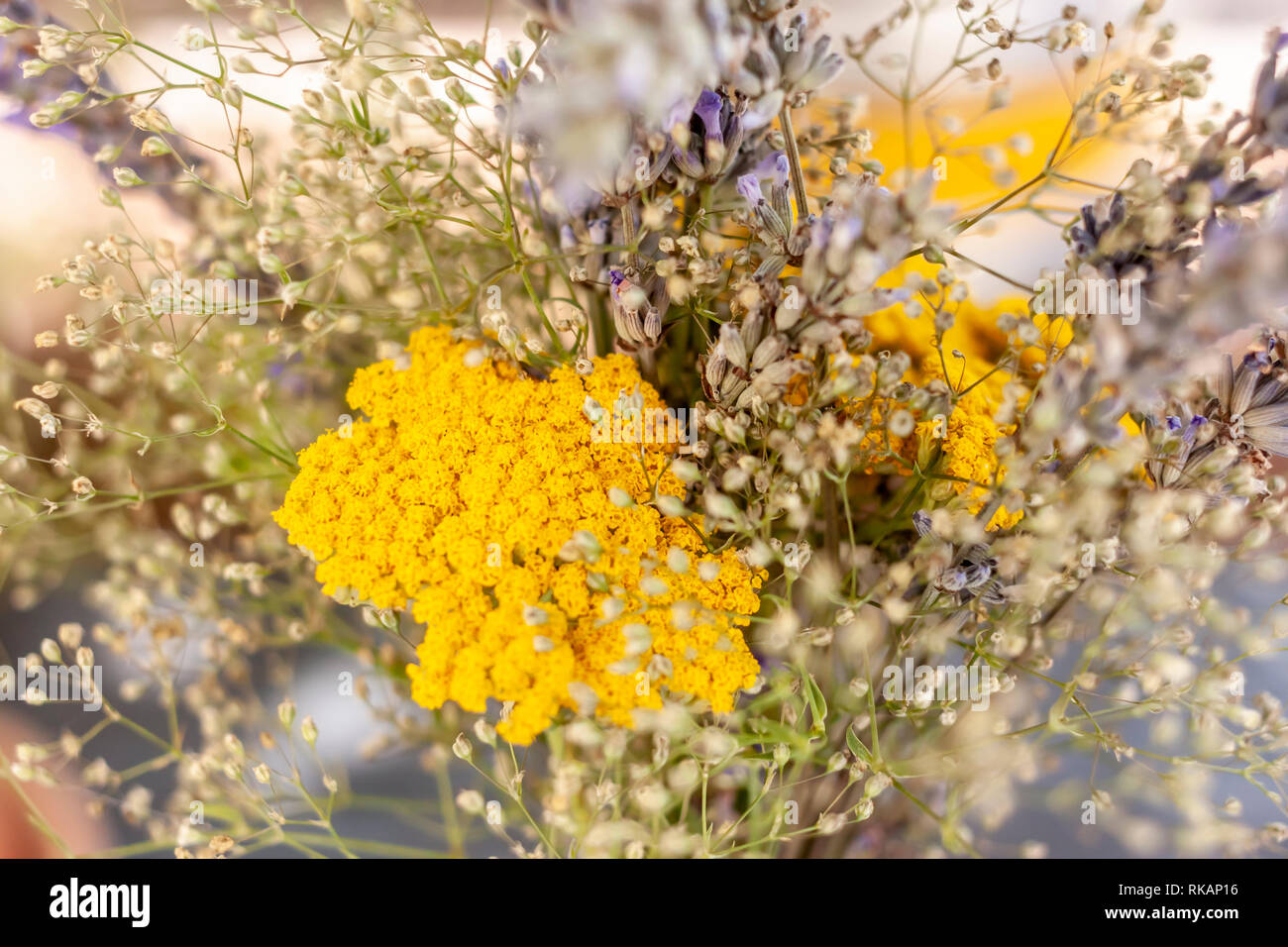 Closeup Bouquet von Spring wildflowers aus Feld Stockfoto