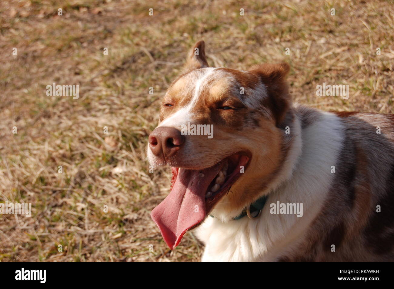 Border Collie portrait Stockfoto