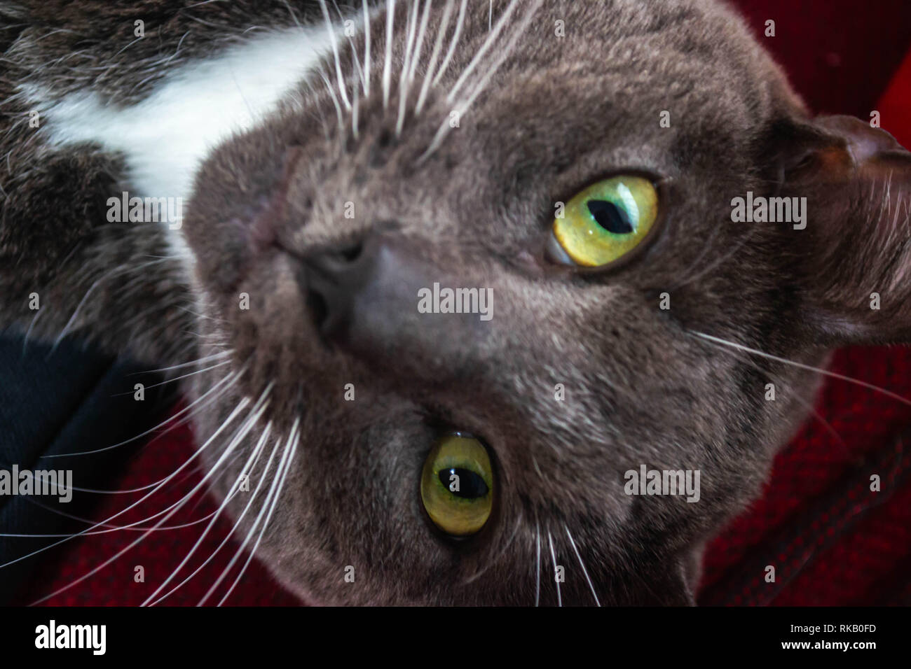 Porträt einer graue Katze mit grünen Augen Stockfoto