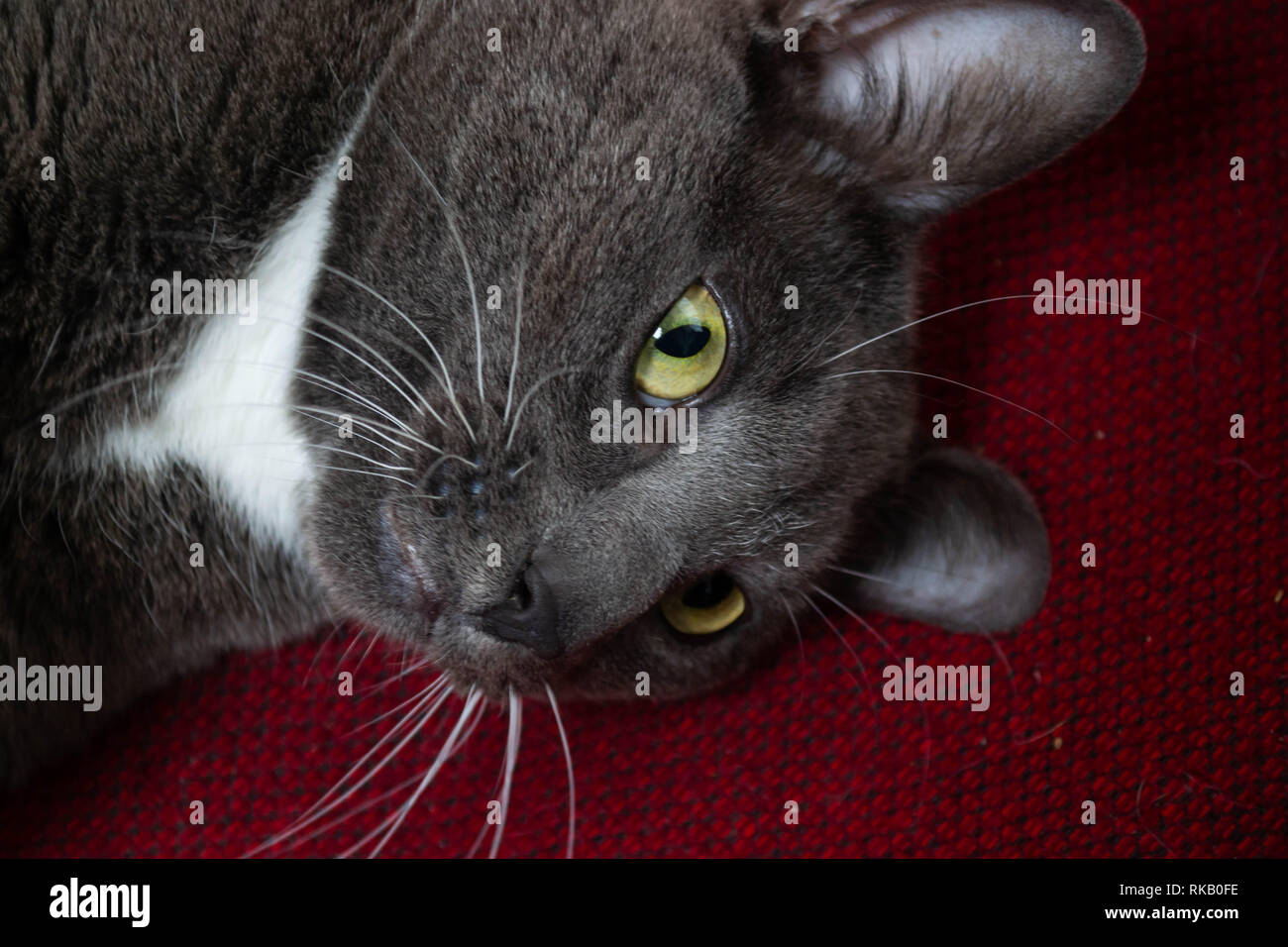 Verspielte graue Katze seitlich liegend auf einem roten Kissen Stockfoto