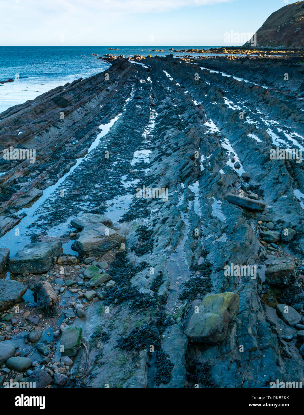 Gesteinsschichten, Cove Harbour, Berwickshire, Scottish Borders, Schottland, Großbritannien Stockfoto