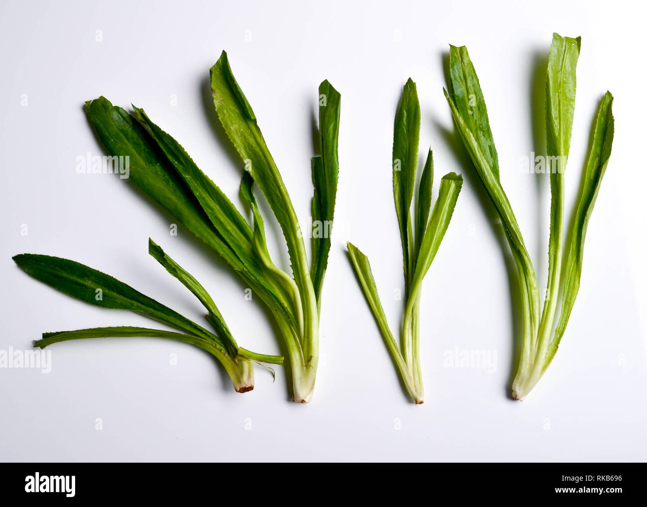 Eryngium foetidum - Culantro (aka langer Koriander, Schatten beni und ngo Gai) Blätter auf einem weißen Hintergrund Stockfoto