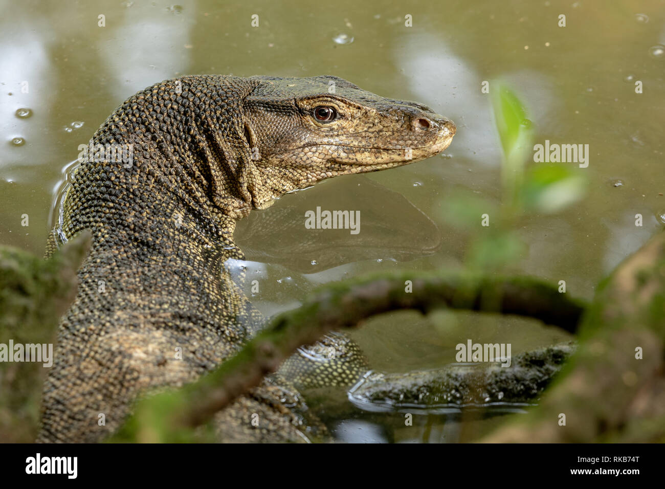 Malaiische Wasser Waran, Varanus Salvator, in Sungei Buloh Wetland Reserve Stockfoto