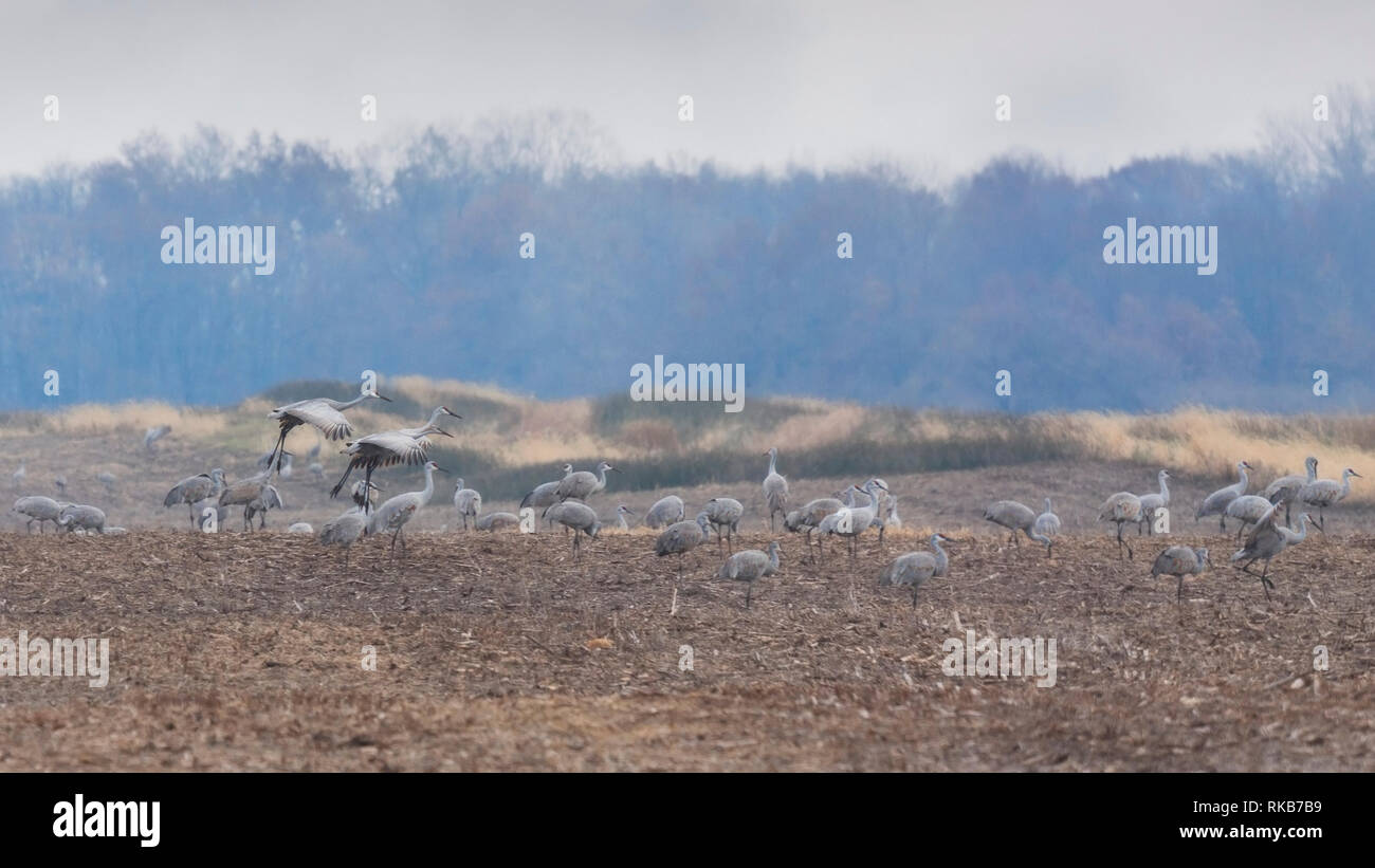 Mehrere Kanadakranichen weiden auf der Suche nach Essen wie andere Fliegen in das Feld ein. Stockfoto