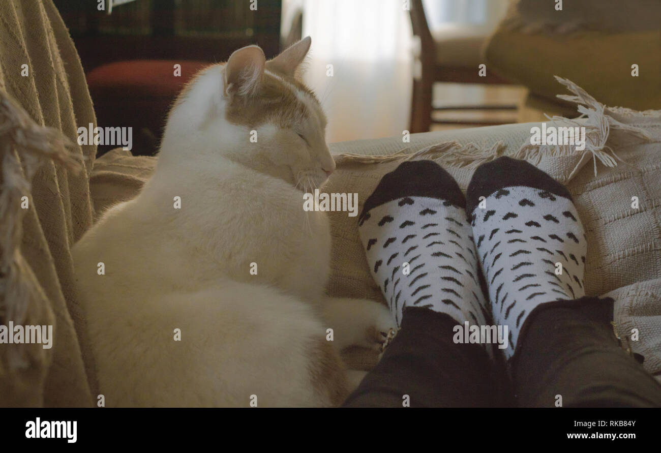 Adorable Hauskatze schlafen zusammen aus menschlichen Füße mit Herzen Socken auf einem Sofa Stockfoto
