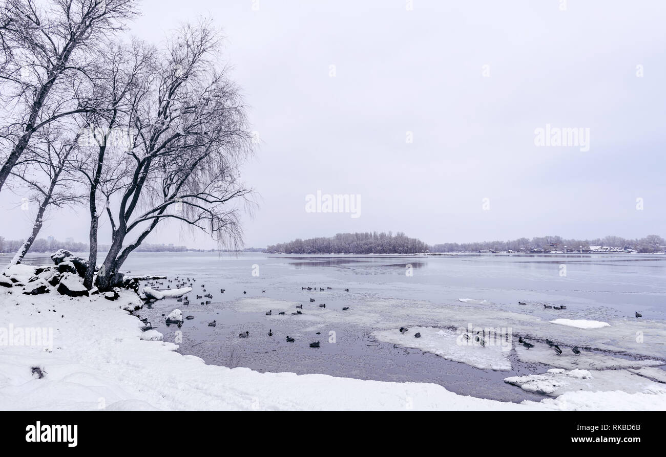 Pappeln in der Nähe des Dnjepr in Kiew, Ukraine, steht vor dem Hintergrund der Weißen schneereiche Winter sky. Enten schwimmen auf dem eisigen Wasser Stockfoto