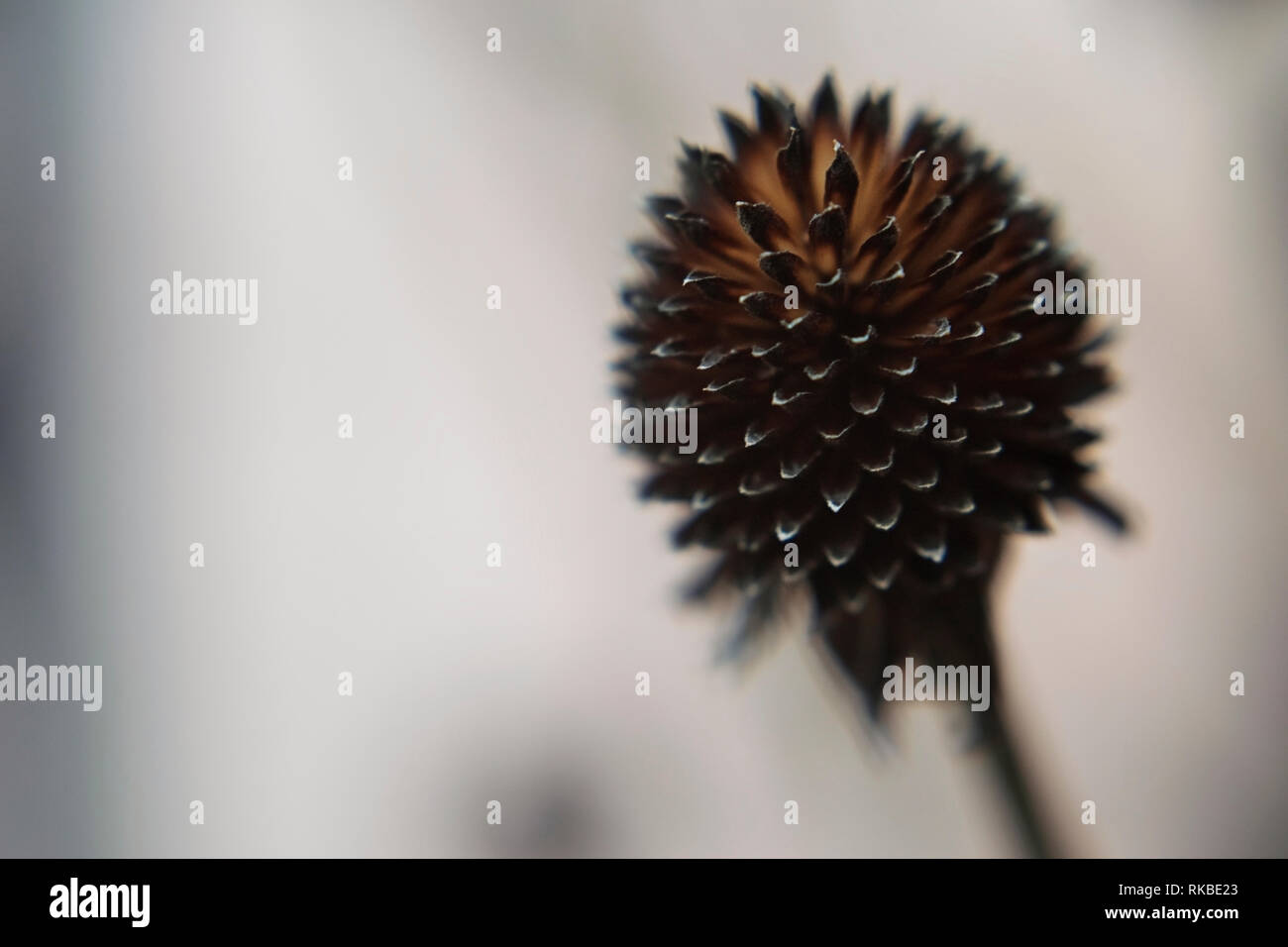 Trockene stachelige Staubgefäß einer Blume ohne Blütenblätter. Für Text platzieren. Macrophoto Stockfoto