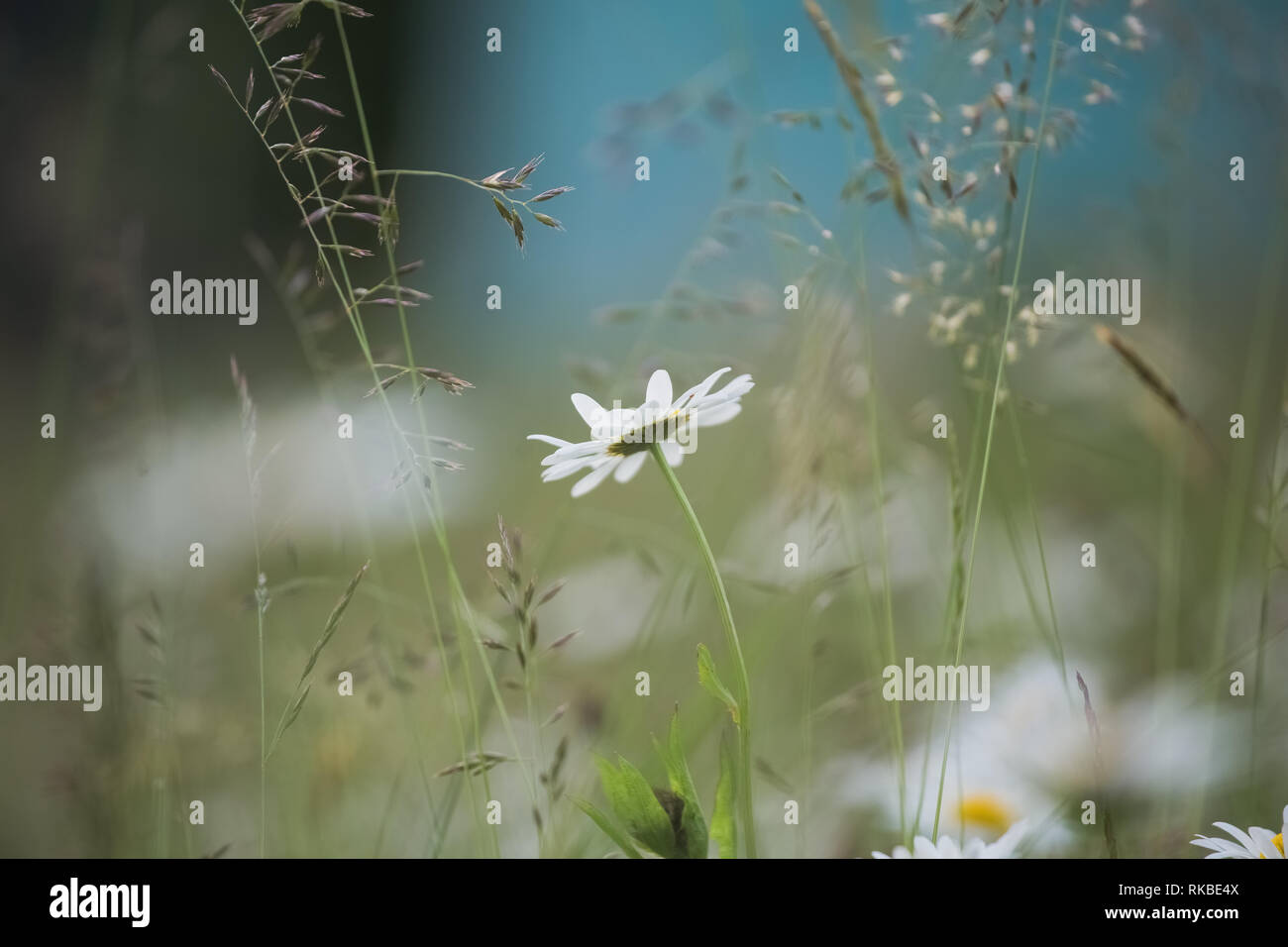 Schönen weißen Gänseblümchen Blumen wachsen außerhalb in den Wilden grünen Gras im grünen Wiese. Horizontale Farbfotografie. Stockfoto