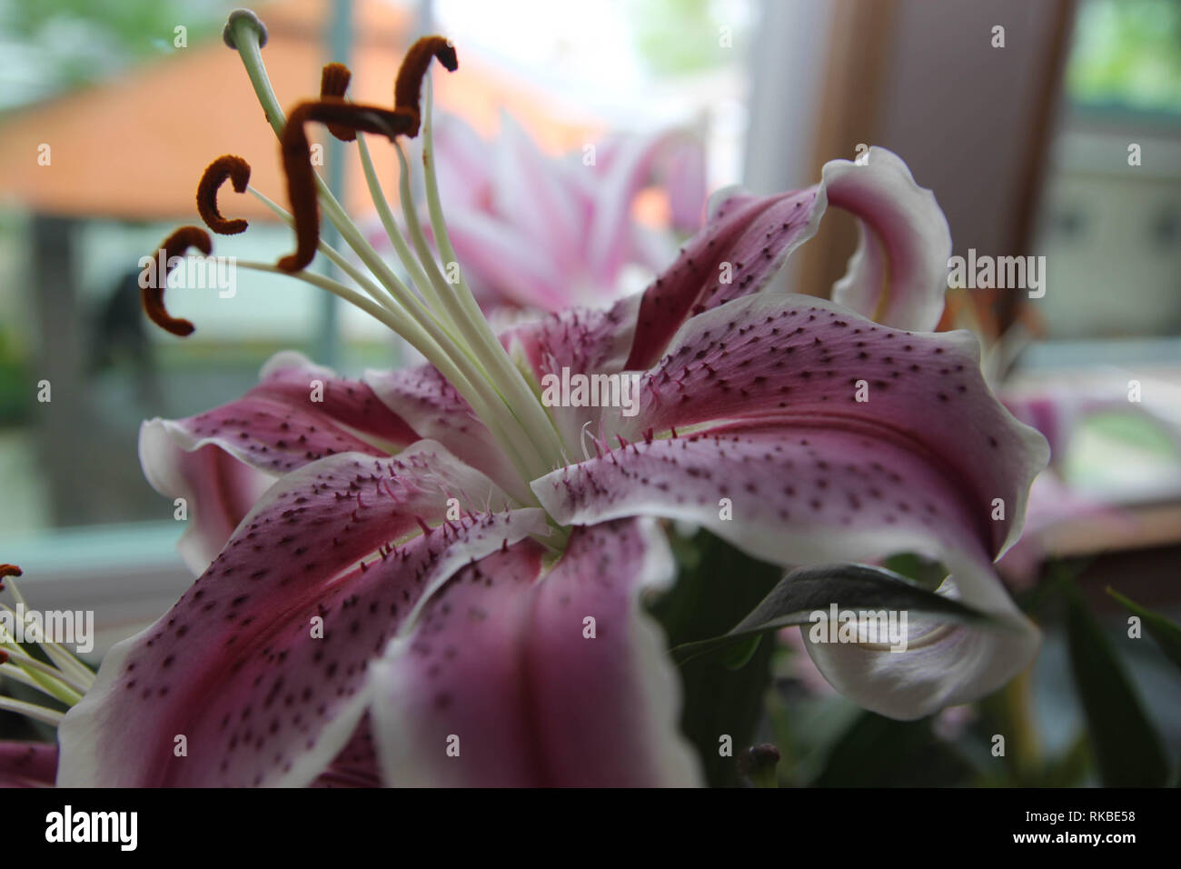 Eine lizenzfreie Bild einer schönen Blume mit vielen Farben mit einem schönen unscharfen Hintergrund. Stockfoto